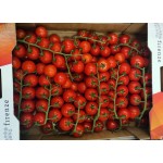 CHERRY TOMATO/3KGS/HOLLAND